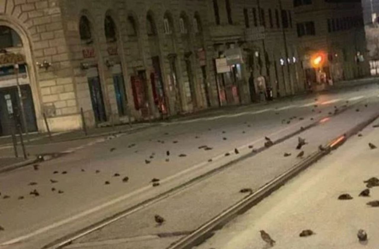 Après le Nouvel An, une «pluie» d’oiseaux morts à Rome