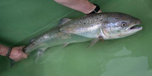 Biodiversité : le saumon de retour dans le Rhin