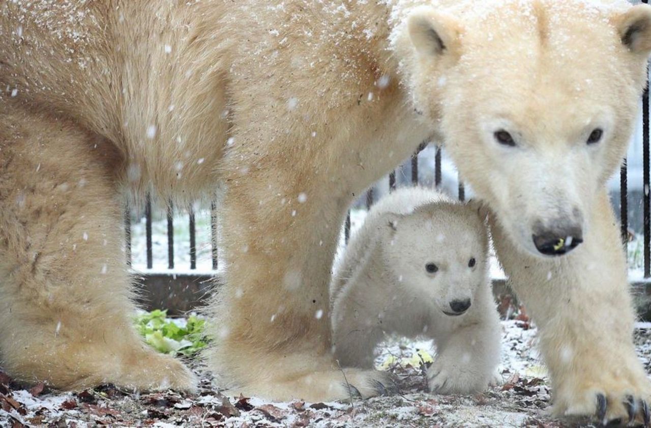 Carnet rose : un petit ourson polaire est né au zoo de Mulhouse