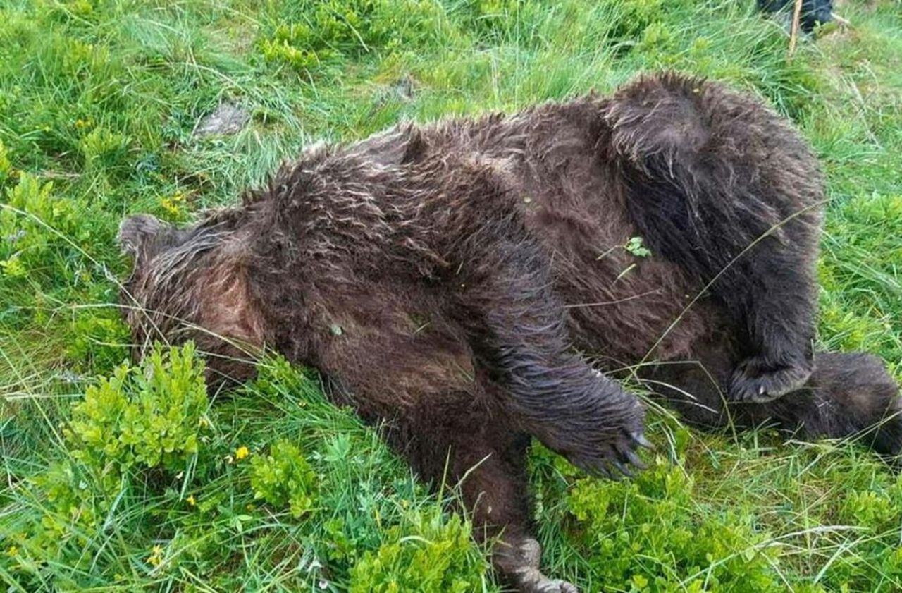 Pyrénées : l’Etat mis en demeure de remplacer les ours tués