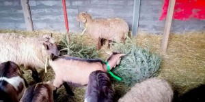 En Savoie, les chèvres recyclent vos sapins