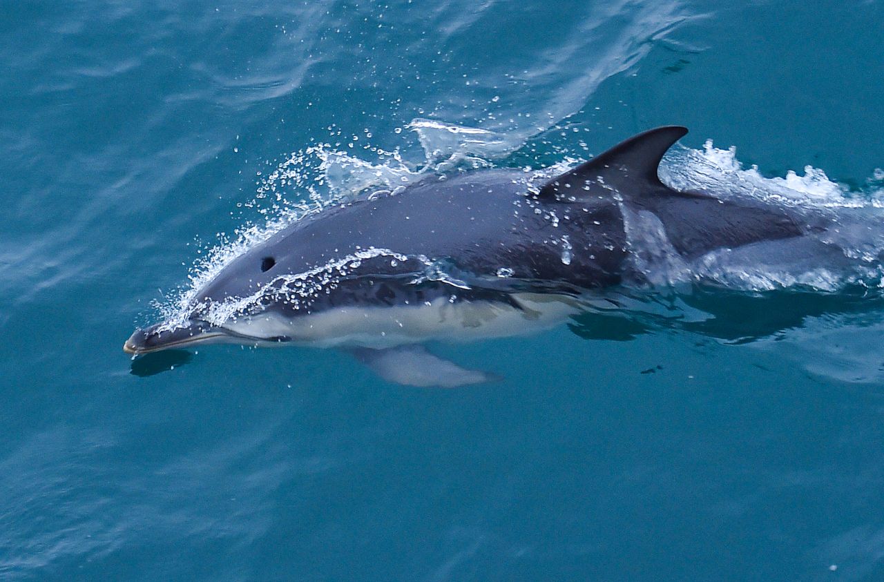Une trentaine de dauphins échoués sur l’île de Ré