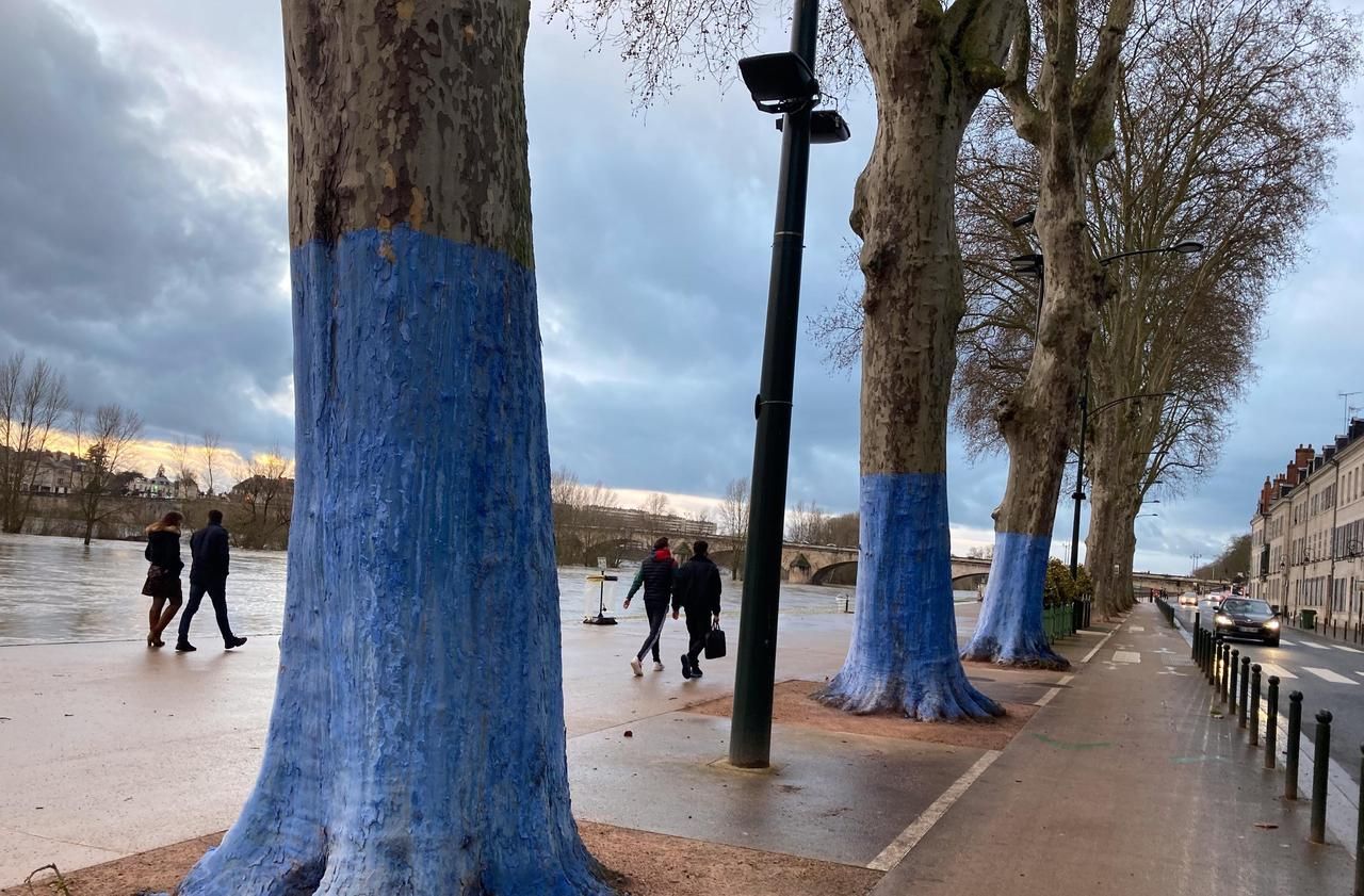 A Orléans, les arbres bleus déchaînent la passion