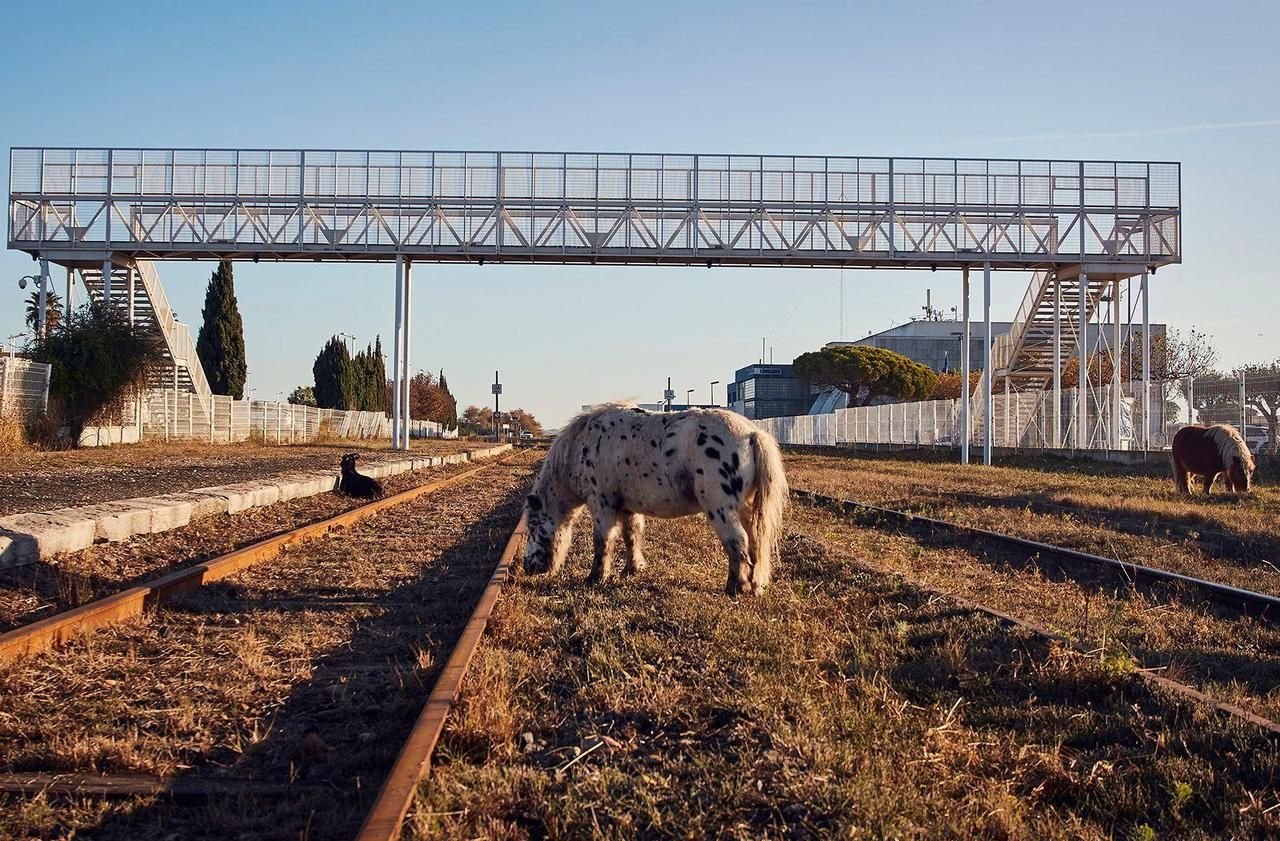 Eco-pâturage : des poneys pleins d’entrain entre les rails de la SNCF