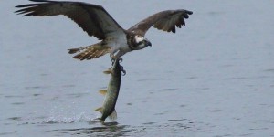 Environnement : un nouveau nid accueillera les balbuzards pêcheurs en Essonne