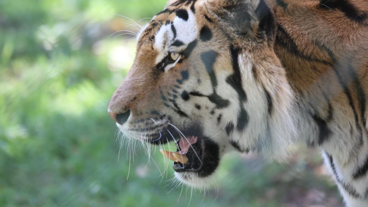 Bangladesh : la police arrête un braconnier accusé d’avoir tué 70 tigres du Bengale, en fuite depuis vingt ans