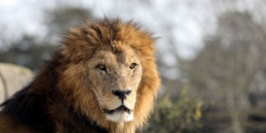 Bien-être animal : le lion de Besançon doit-il être envoyé en Afrique ? 
