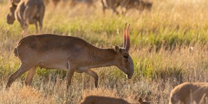 Kazakhstan : menacée de disparition, l’antilope saïga a vu sa population plus que doubler en deux ans