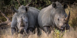 Afrique du Sud : des rhinocéros irradiés pour les protéger des braconniers
