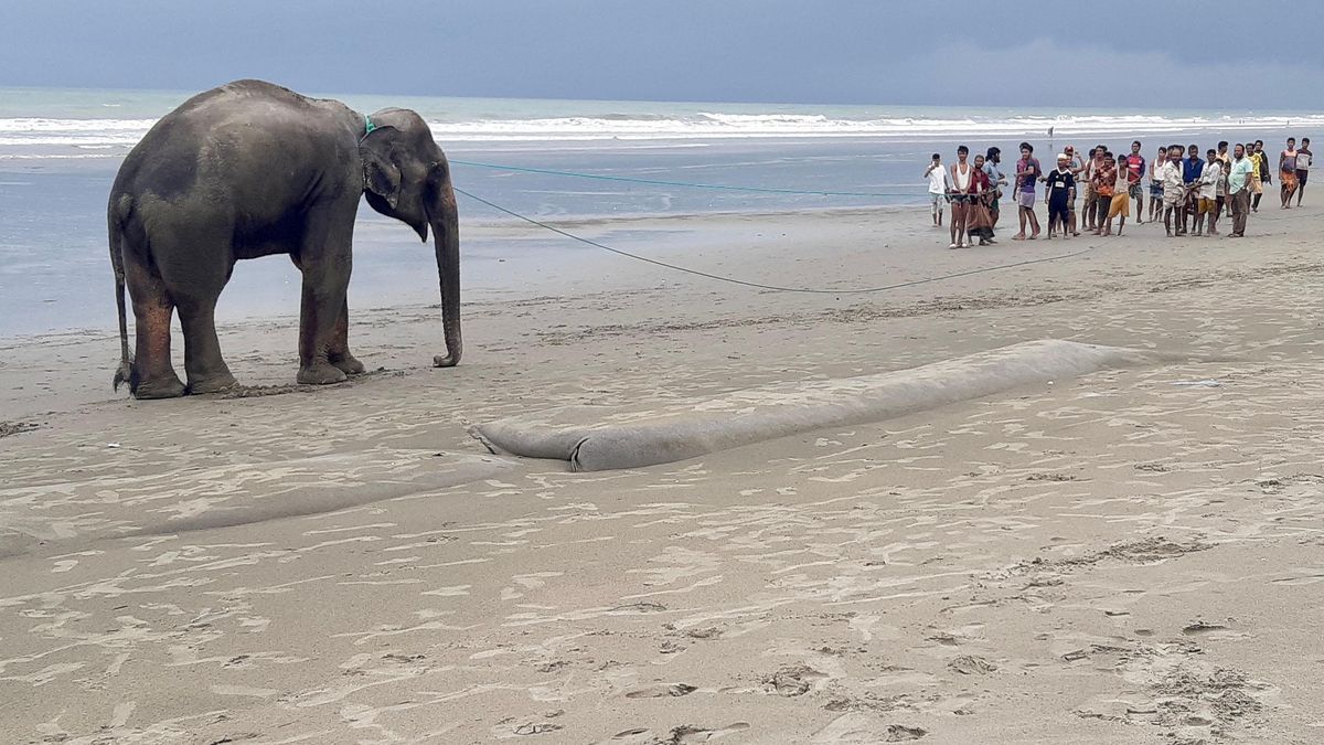 Bangladesh : deux éléphants sauvés après quatre jours de calvaire sur une plage