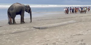 Bangladesh : deux éléphants sauvés après quatre jours de calvaire sur une plage