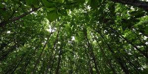 Biodiversité et climat : «Pour gagner sur les deux tableaux, il faut mieux protéger les espaces naturels» 