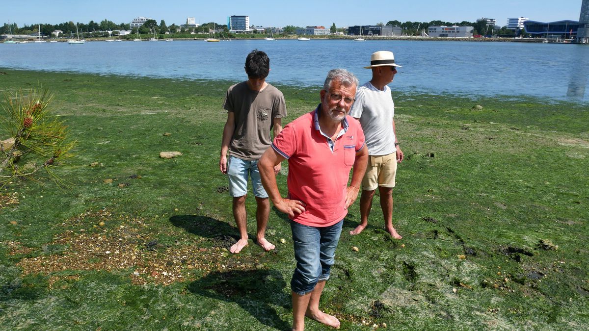 Eaux polluées : des marées vertes sous-estimées dans le Morbihan