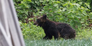Japon : un ours abattu après avoir semé la panique en ville