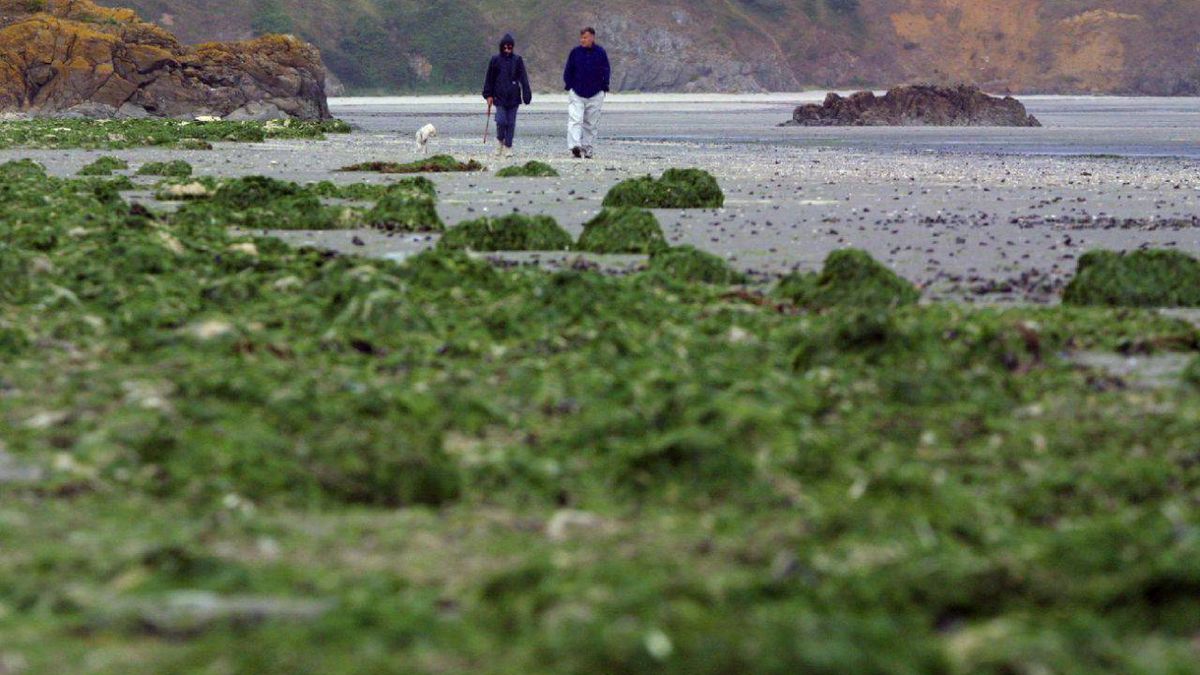 La justice ordonne à l’Etat de renforcer la lutte contre les marées vertes en Bretagne