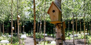 Oiseaux en danger : jardin sauvage, nichoir... 5 idées pour leur venir en aide