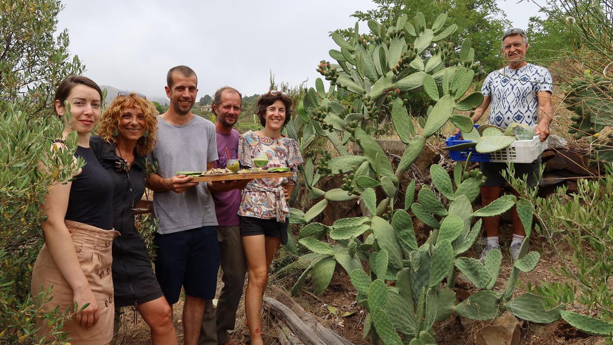 Dans le Roussillon, ils veulent lancer la culture du cactus nopal 