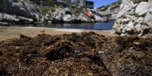 Alerte à l’algue japonaise à Marseille