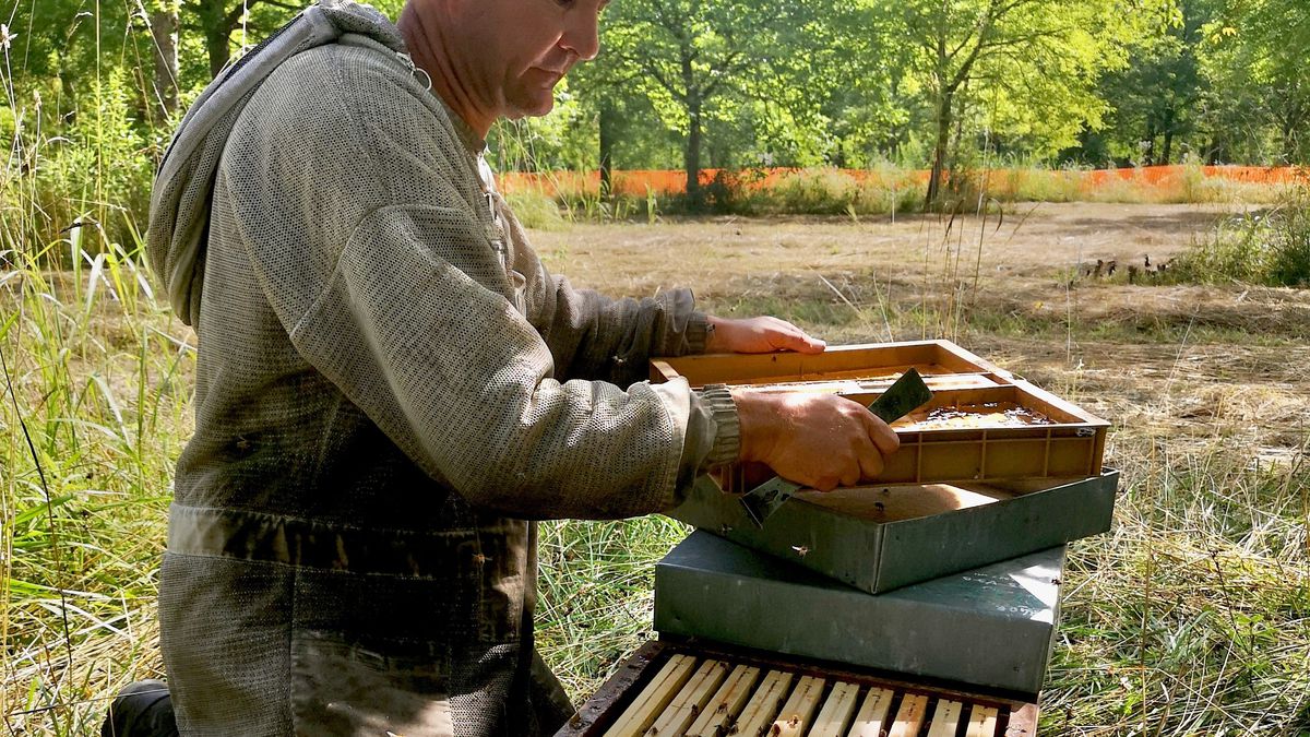 Les internautes au secours d’un apiculteur opposé à la bétonisation en Savoie