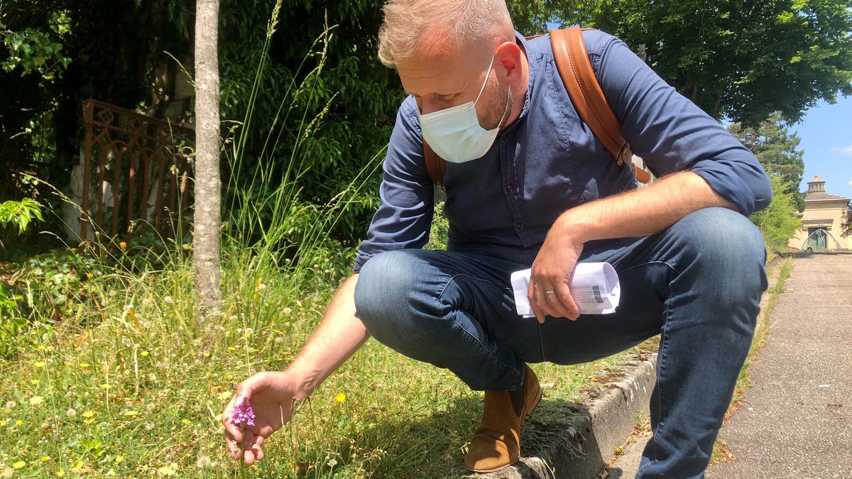 Produits phytosanitaires interdits : à Rouen, les orchidées sauvages reviennent au cimetière du Monumental