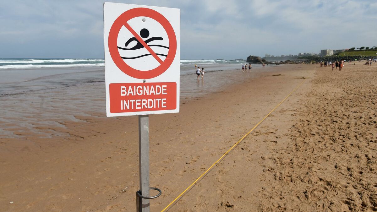 Algues toxiques sur les plages: la côte basque reste sous surveillance