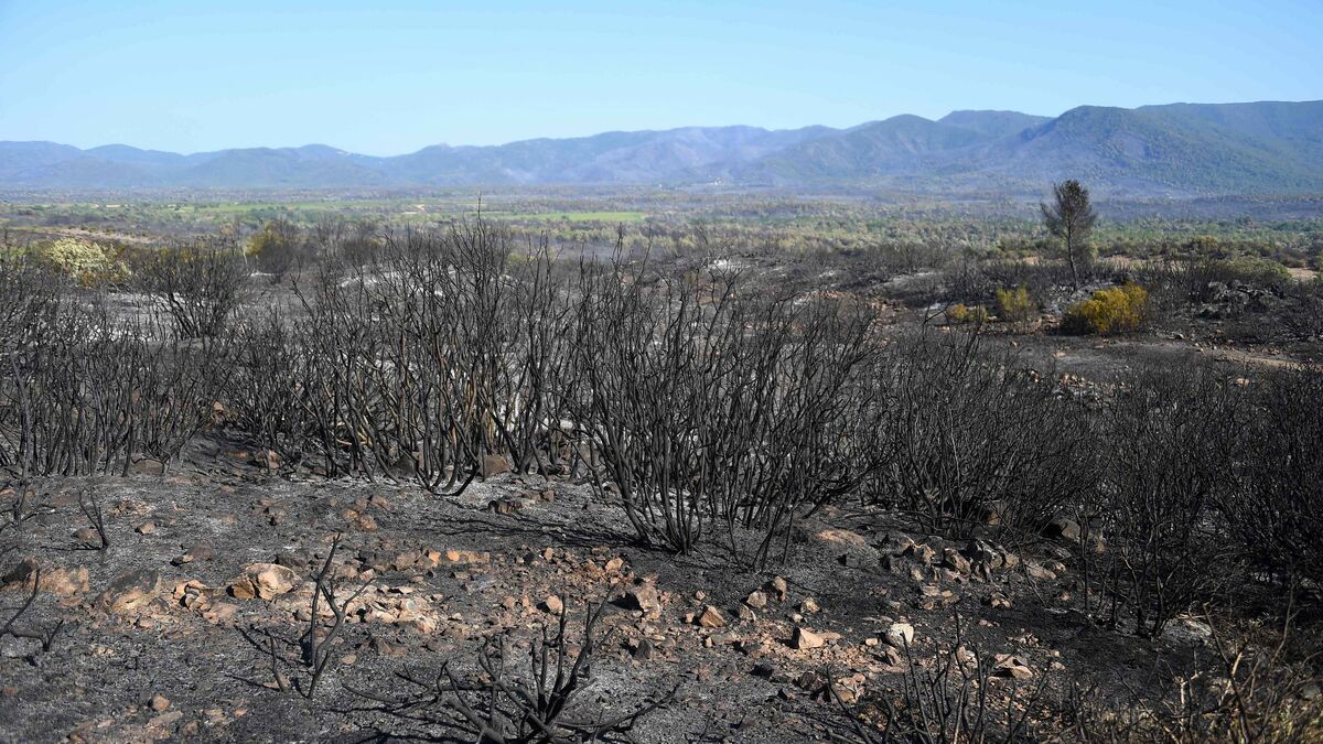 Biodiversité : après l’incendie dans le Var, la plaine des Maures mettra plusieurs décennies à se relever