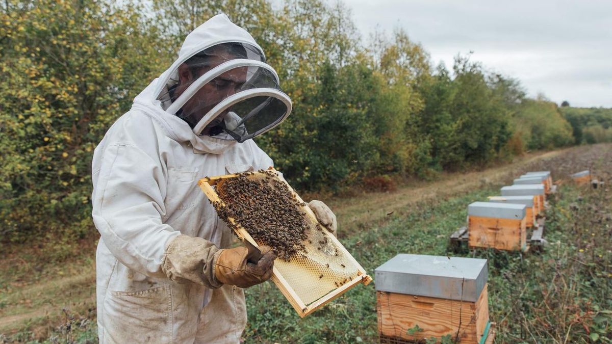 «Entre les gels et les pluies, on n’a pas eu de répit» : en Ile-de-France, une année noire pour les apiculteurs