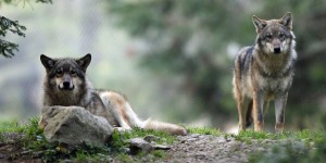 Haute-Savoie : pendant que les chasseurs grognent, les loups sont tranquilles 
