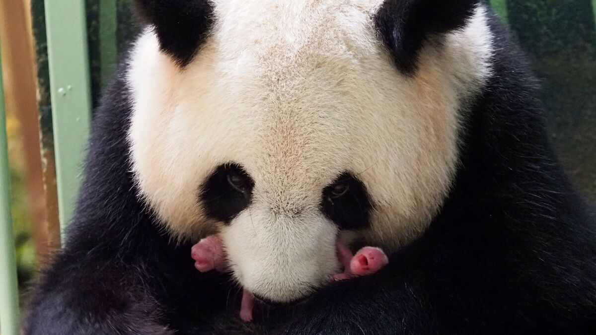 Naissance de deux bébés pandas à Beauval : la journée de toutes les émotions