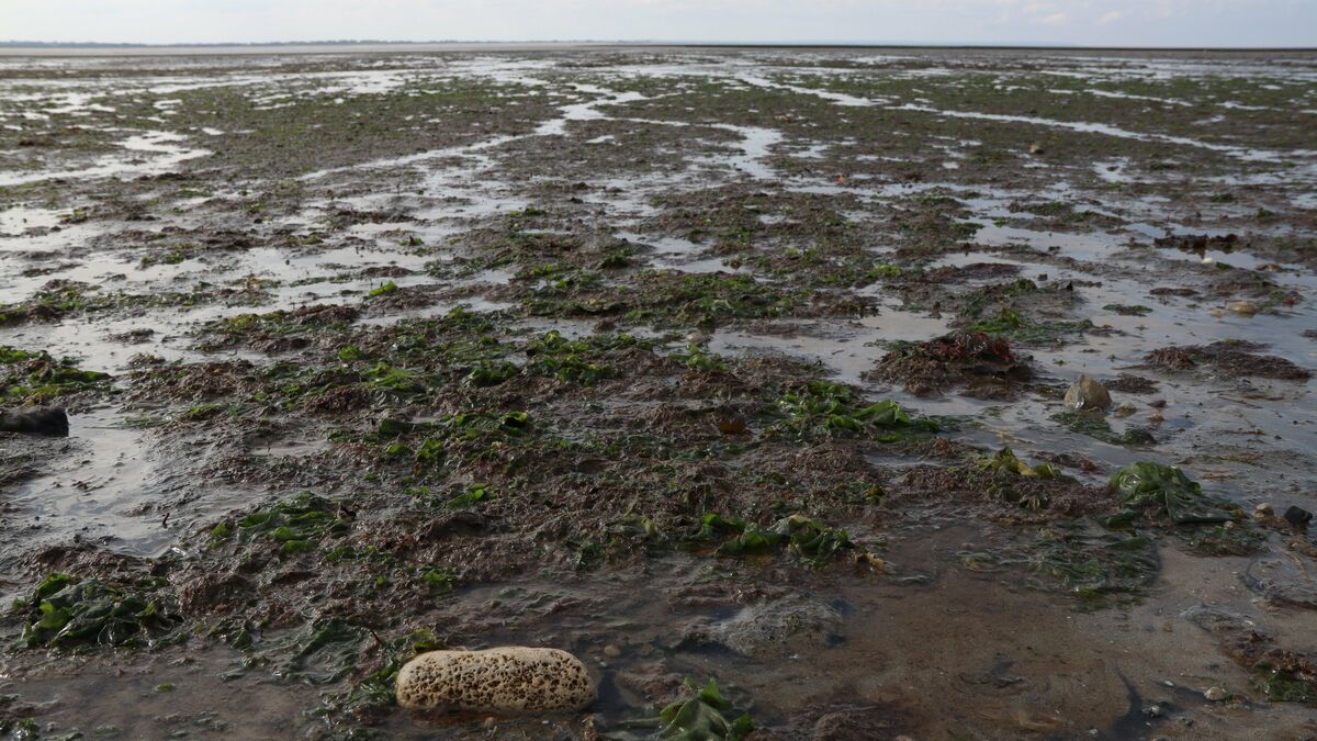Des plages « empoisonnées » par les algues, dans le Calvados aussi 