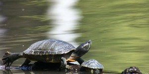 Strasbourg veut lutter contre les tortues exotiques