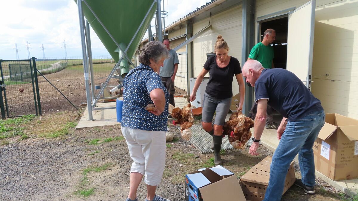 En Essonne, Edith fait adopter ses 1300 poules pondeuses par des particuliers pour leur éviter l’abattoir