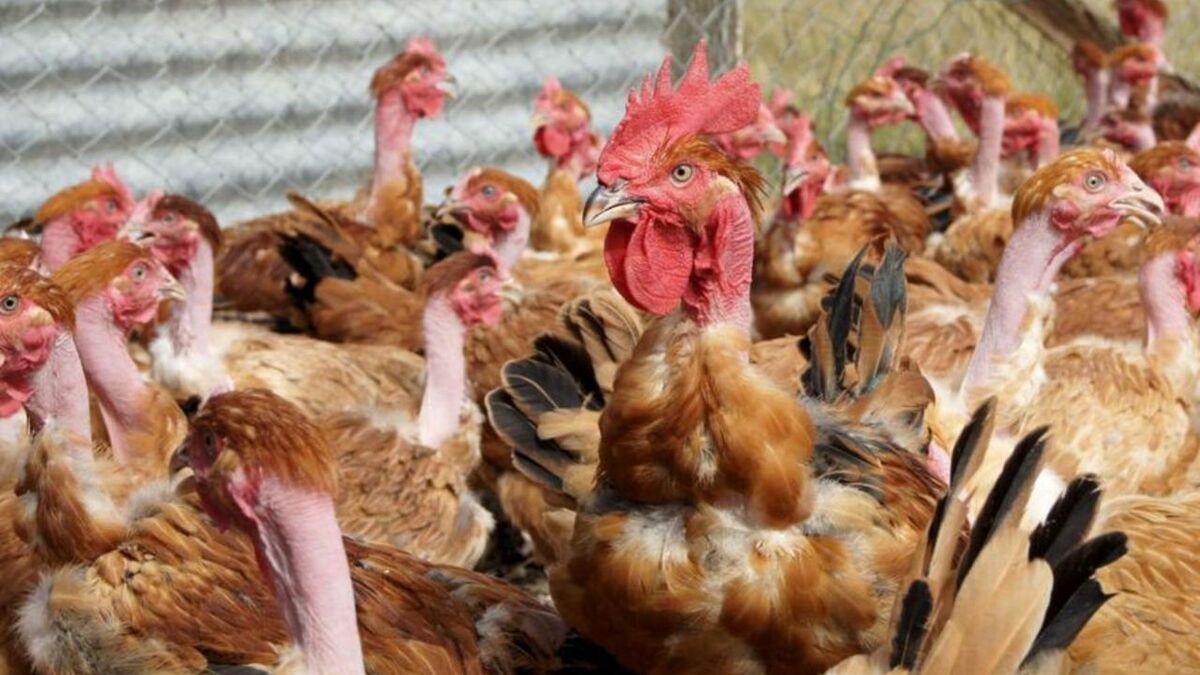 Grippe aviaire : un cas dans les Ardennes, risque relevé en France