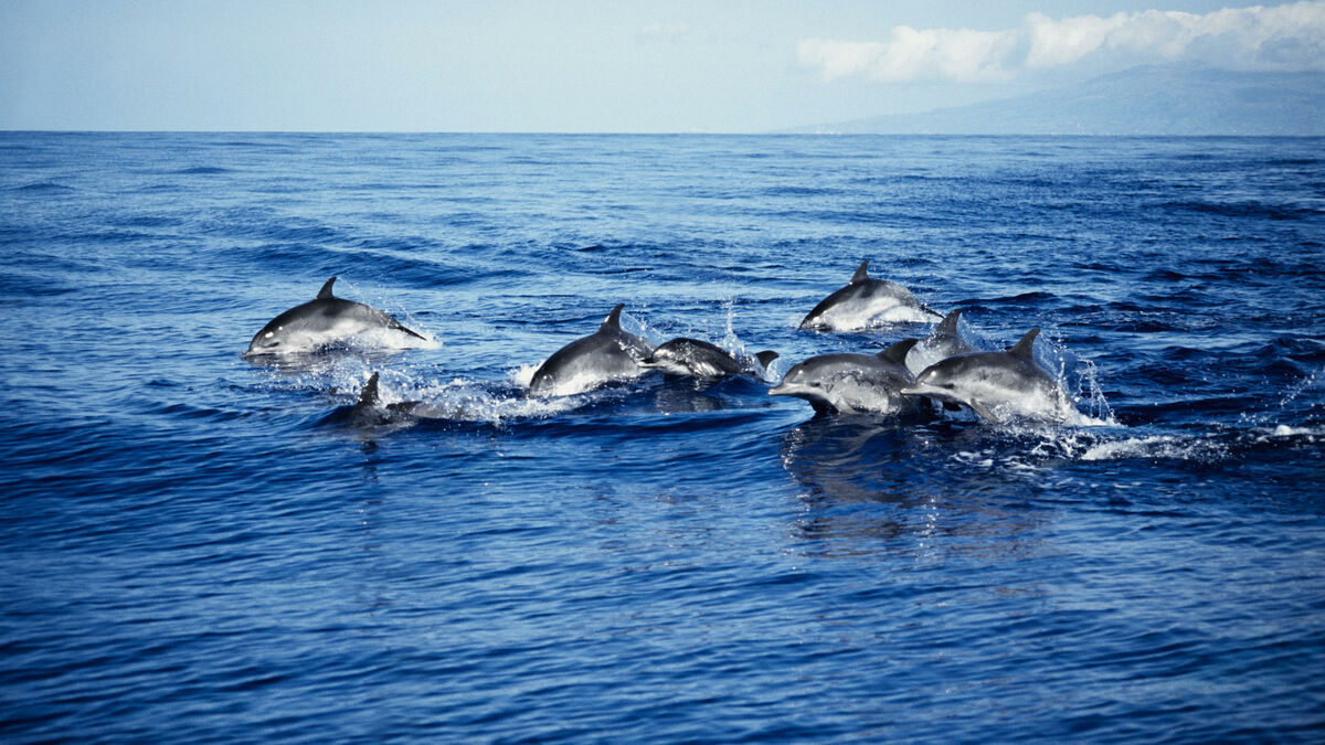 Aux îles Feroé, émotion après le massacre de 1400 dauphins en une seule journée