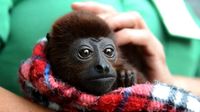 Huit singes hurleurs roux retrouvent la liberté en Colombie
