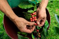 Les Etats-Unis investissent cinq millions de dollars contre la rouille du café équitable