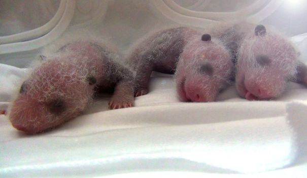Naissance de triplés pandas dans un zoo chinois