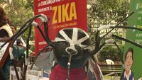 Le virus Zika se propage en Amérique Latine, l'OMS est inquiète