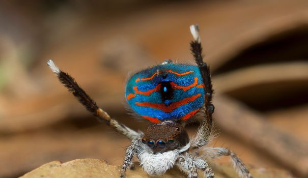 EN IMAGES. Sept nouvelles espèces d'araignées-paon exhibent leurs couleurs