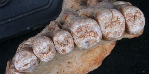 Un fossile trouvé en Israël remet à plat l'histoire de l'homme moderne