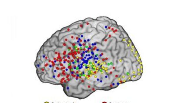 Des neuroscientifiques identifient le cheminement de la pensée dans le cerveau