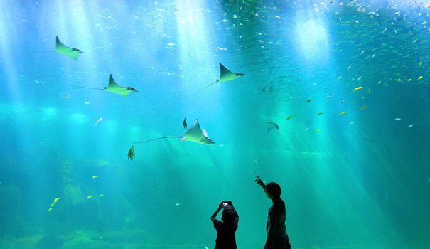Nausicaá inaugure le plus grand aquarium d'Europe