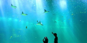 Nausicaá inaugure le plus grand aquarium d'Europe