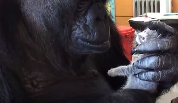 Koko, le plus intelligent des gorilles, est mort à 46 ans