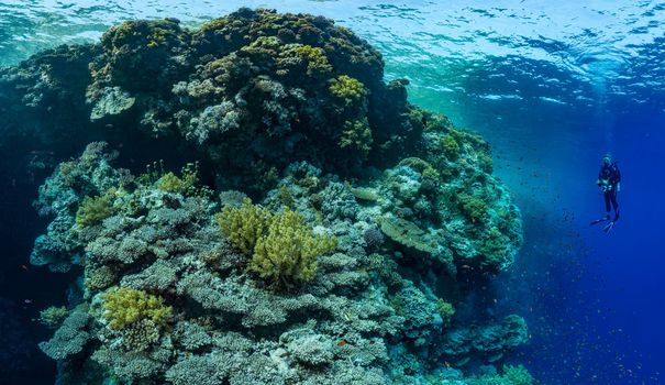 Les récifs coralliens s'exposent à l'Unesco