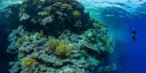 Les récifs coralliens s'exposent à l'Unesco