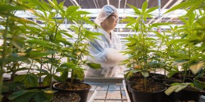 'Cannabis thérapeutique: un pas vers la légalisation'