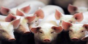 Des chercheurs ont réussi à refaire fonctionner des cerveaux de porcs après leur mort