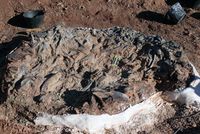 Un cimetière de dinosaures vieux de 220 millions d'années découvert