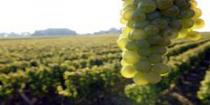 'Face au dérèglement climatique, il existe des solutions naturelles pour les vignes'